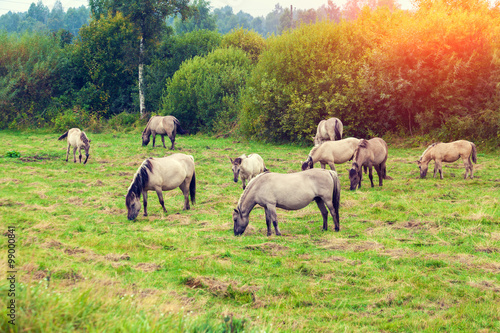 herd of wild horses on the meadow at sunset