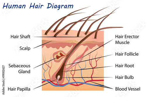 Human Hair Diagram