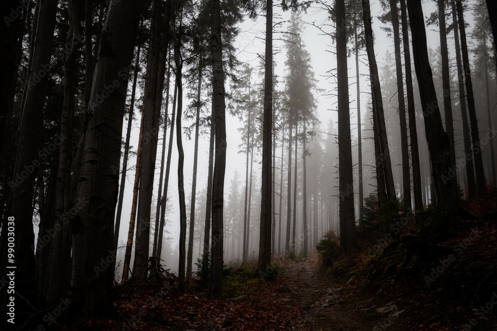 Naklejka premium Beautiful foggy Beskidy mountains landscape