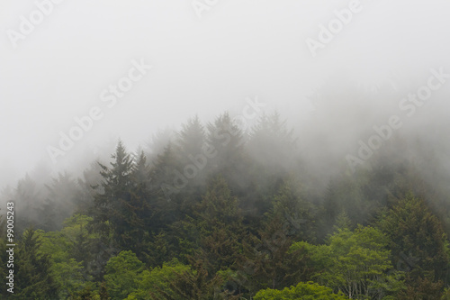 mist hugging the trees on mountain side
