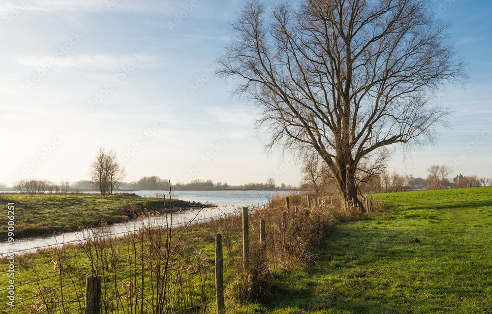 Bare tree in the floodplains of a Dutch river