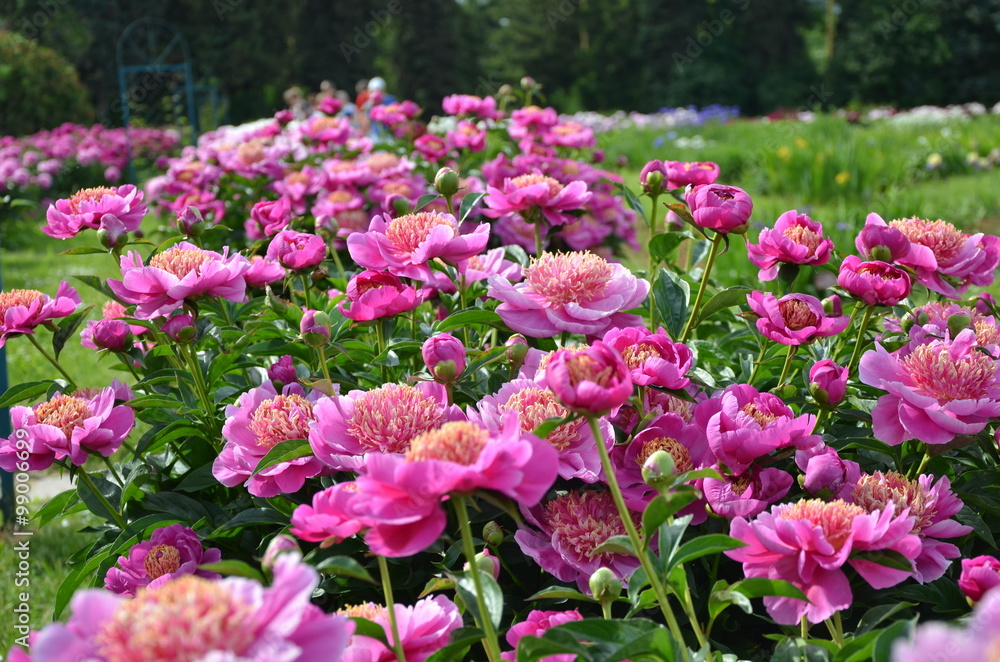 Pink summer peony flowers 