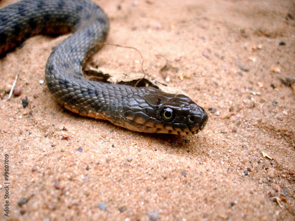snake snake