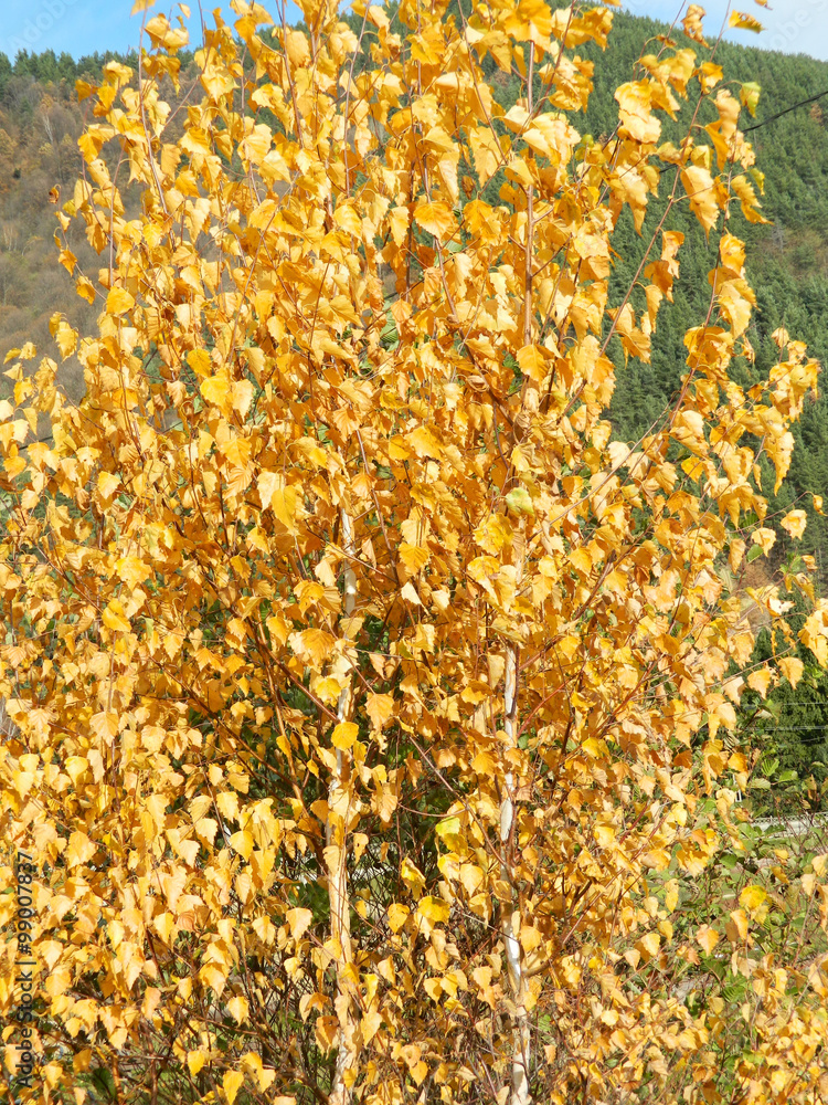 Autumn tree Autumn tree