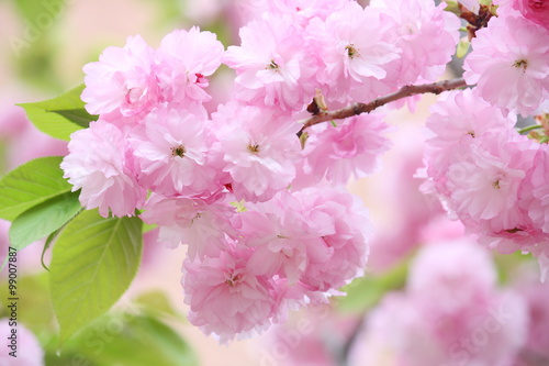 八重桜