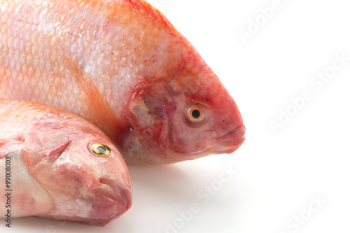 Red Tilapia