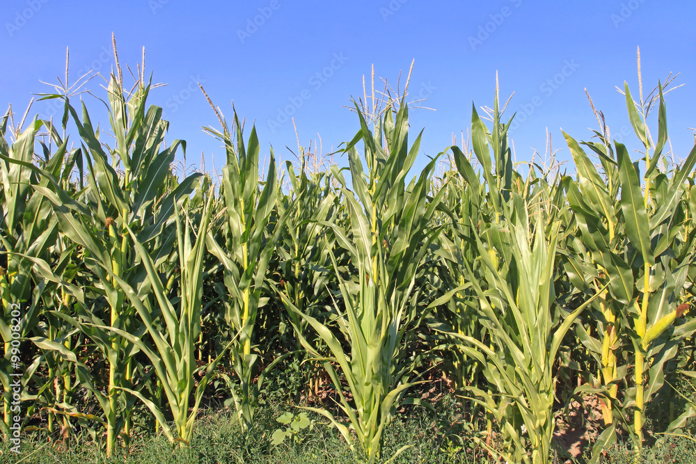 Obraz premium Corn Maize