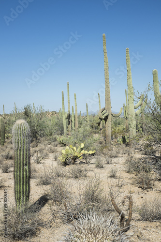 Cactus in America © lulu