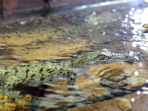 Crocodile junior