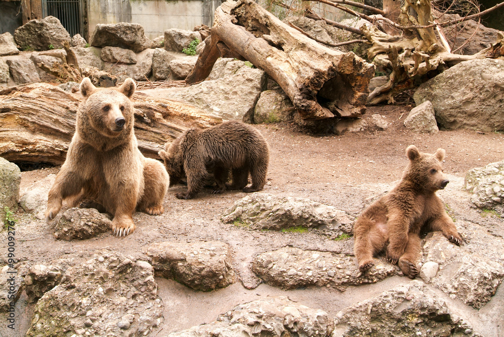 Brown bears at the zoo at Goldau