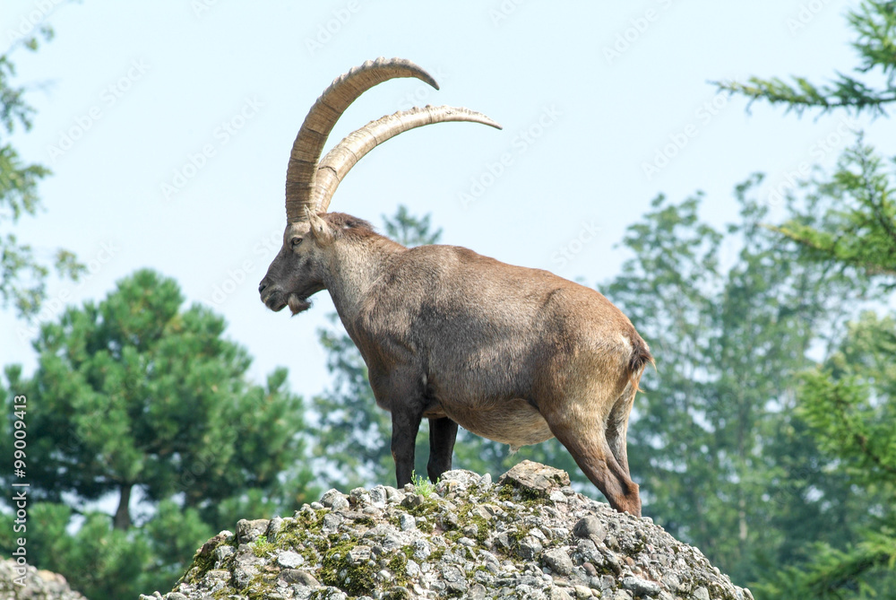 Ibex on the Hill