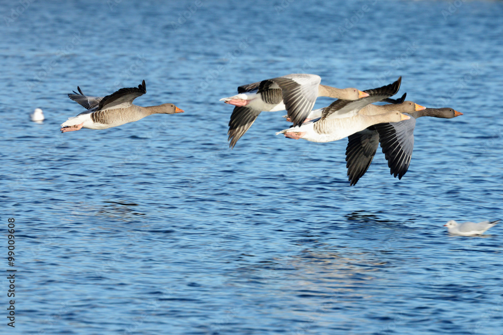 Fototapeta premium Greylag Goose, goose