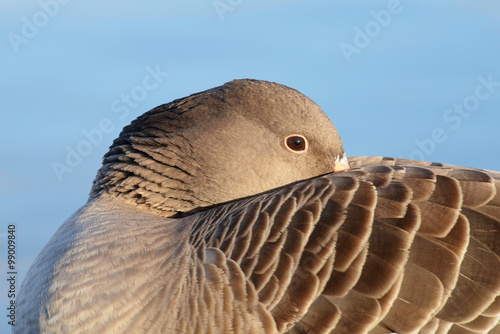 Greylag Goose, goose © Maciej Olszewski