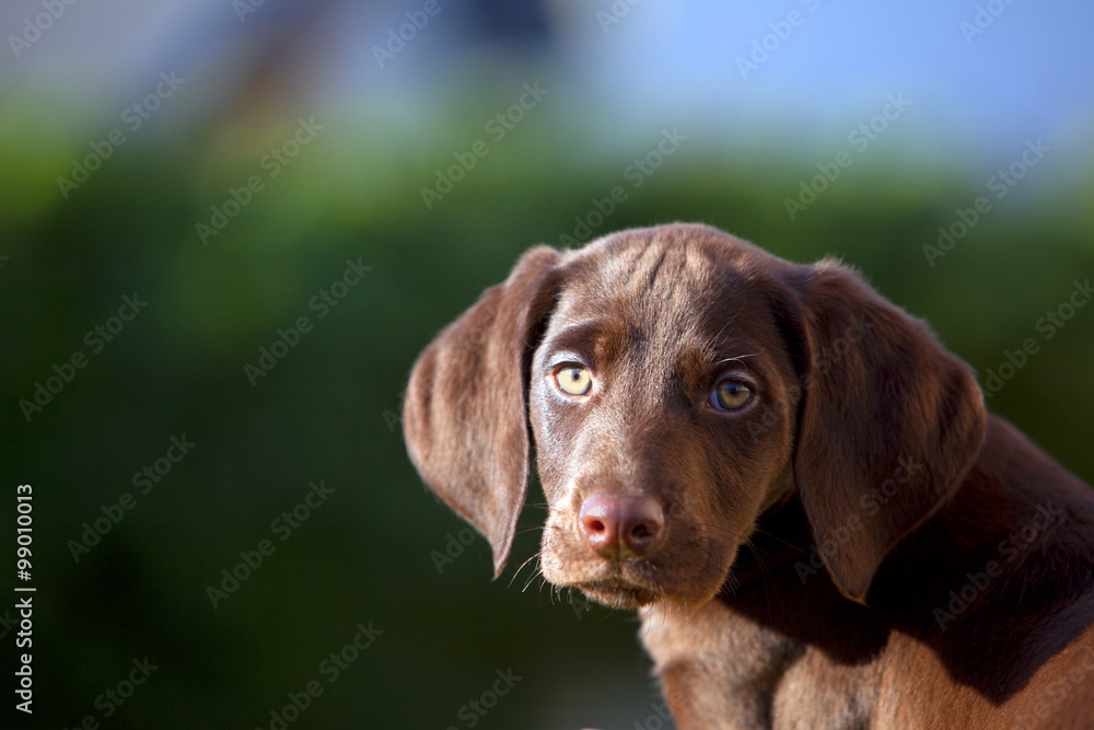 Portrait of a puppy with copy space. Pointer mixed English Setter