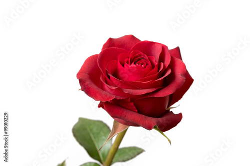 Fototapeta Naklejka Na Ścianę i Meble -  Red Rose Close Up Special