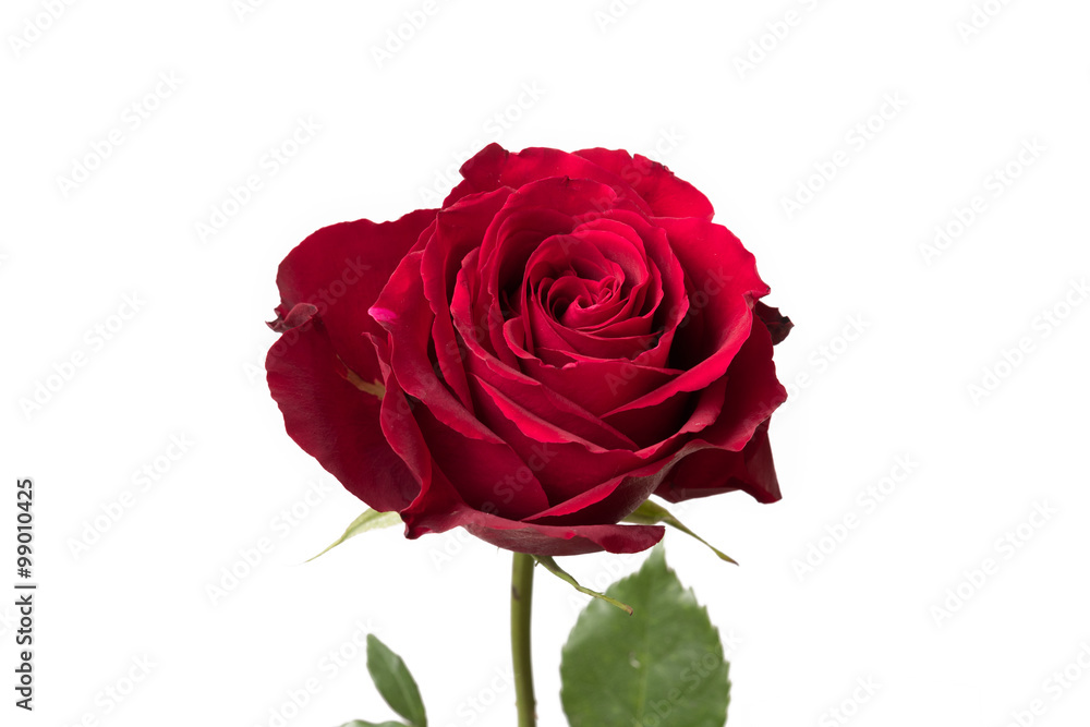 Red Rose Close Up Petals Red Rose Close Up Petals