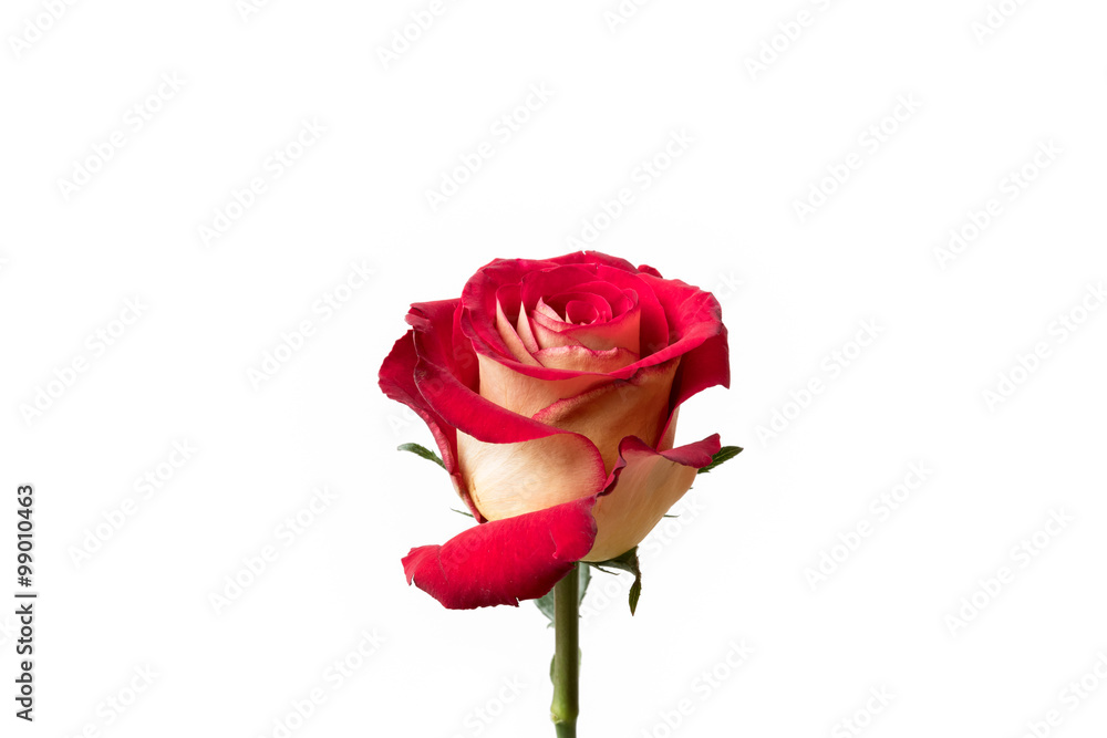 Red and yellow rose Red and yellow rose