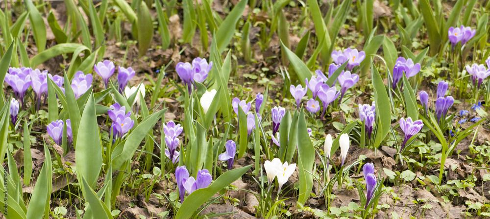Fototapeta premium Blue crocuses