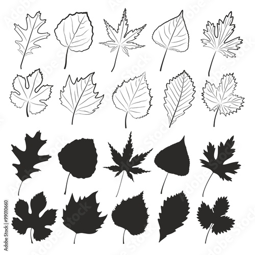 Leaves of trees.
