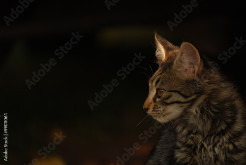 Short-haired tabby cat at dark background