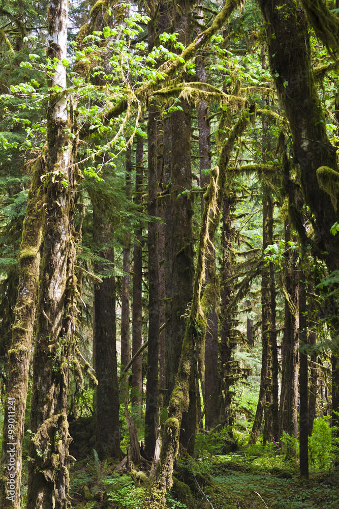 forest view of redwoods