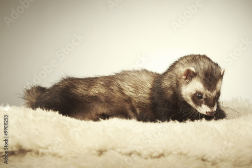 Ferret male portrait in studio on fur