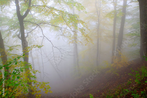 Beech forest in autumn on the slopes of the Carpathians