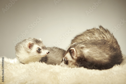 Nice ferret friends in studio