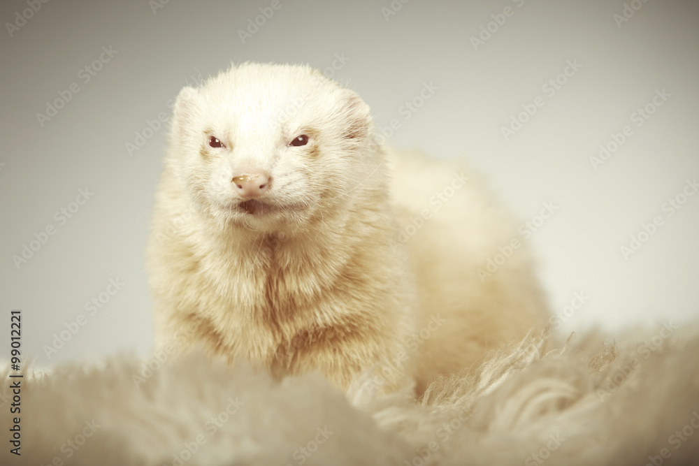 Albino ferret male portrait in studio on fur