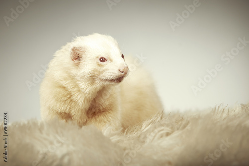 Red eyed albino ferret portrait in studio
