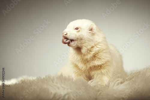 Albino ferret male portrait in studio