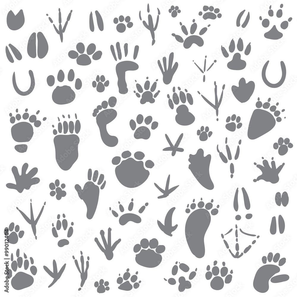 Fototapeta premium Traces of animals. Vector illustration. Isolated on white background