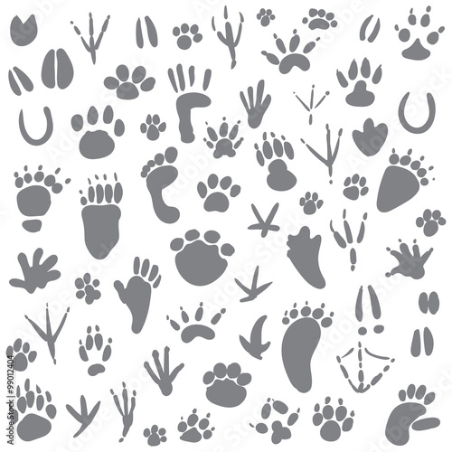 Traces of animals. Vector illustration. Isolated on white background
