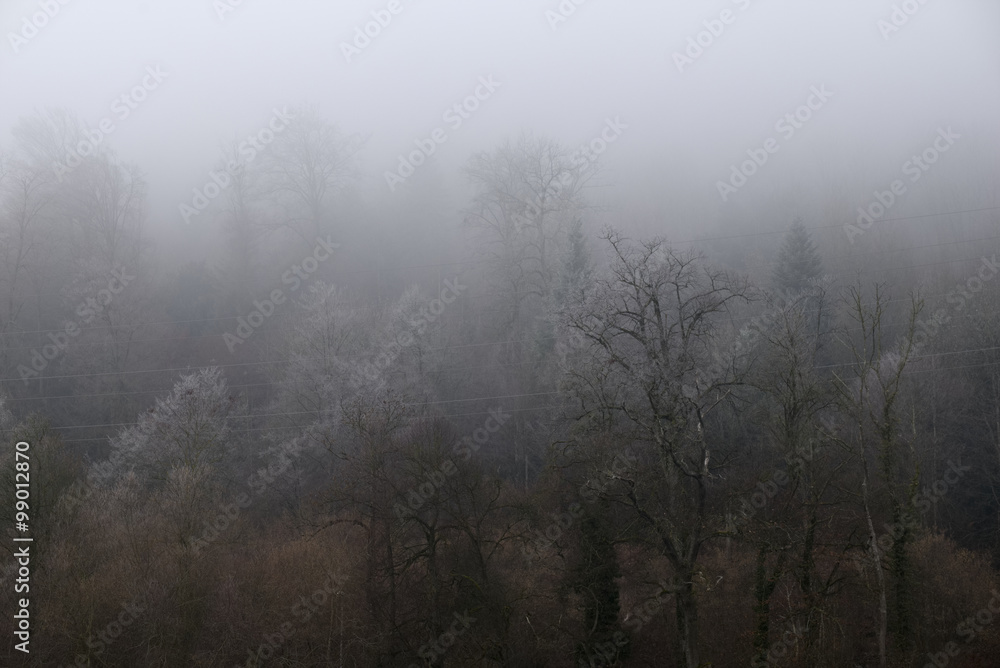 Naklejka premium Gefrohrener Baum im Nebelwald