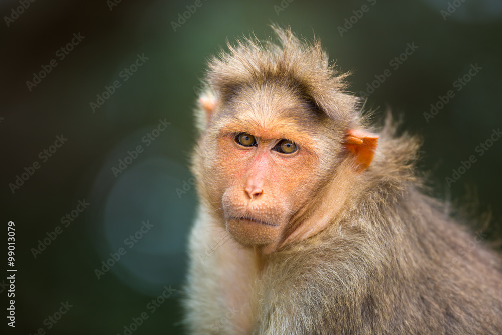 Obraz premium The bonnet macaque is a macaque endemic to southern India. Its distribution is limited by the Indian Ocean on three sides and the Godavari, Tapti Rivers along with a related species of rhesus macaque.