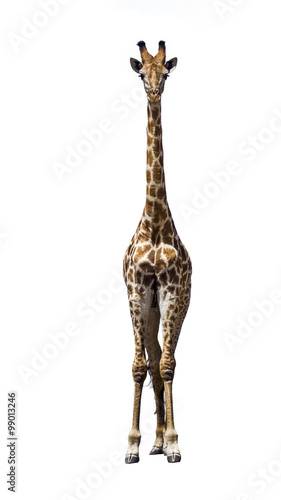 Giraffe isolated in white background © PACO COMO