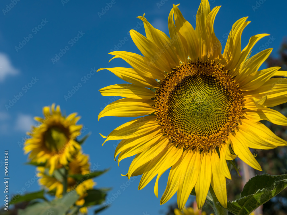 Sunflowers Sunflowers