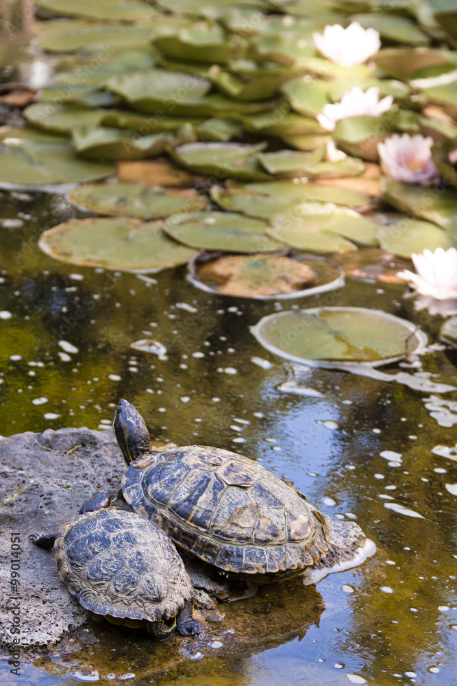 closeup view of turtles in a pond closeup view of turtles in a pond