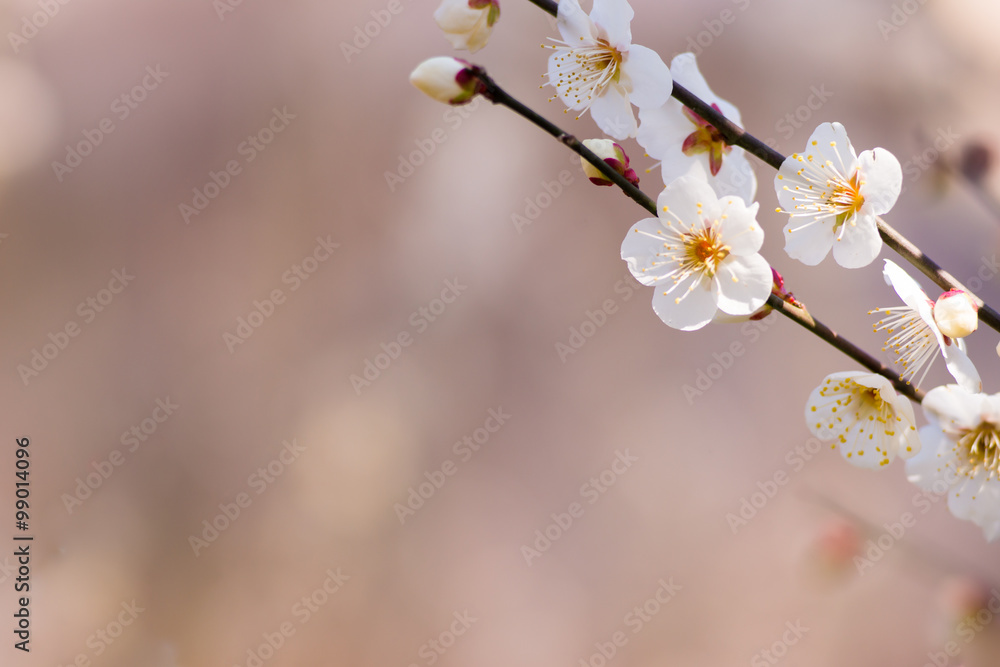 写真右上に複数の白梅の花、左下コピースペース