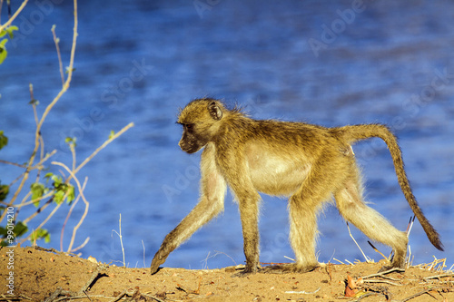 Chacma baboon in Kruger National park