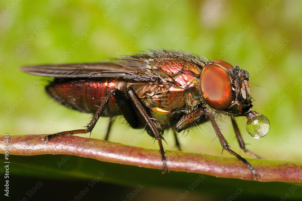 Naklejka premium A fly blowing bubble