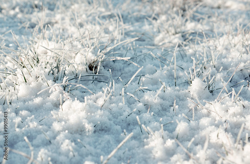 winter frosty grass