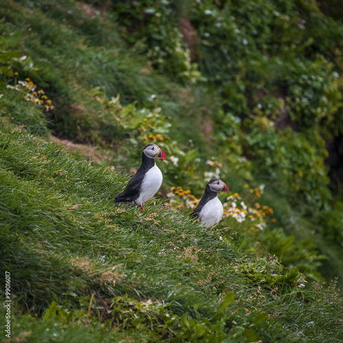 Two Icelandic puffins at remote islands in Iceland, summer, 2015