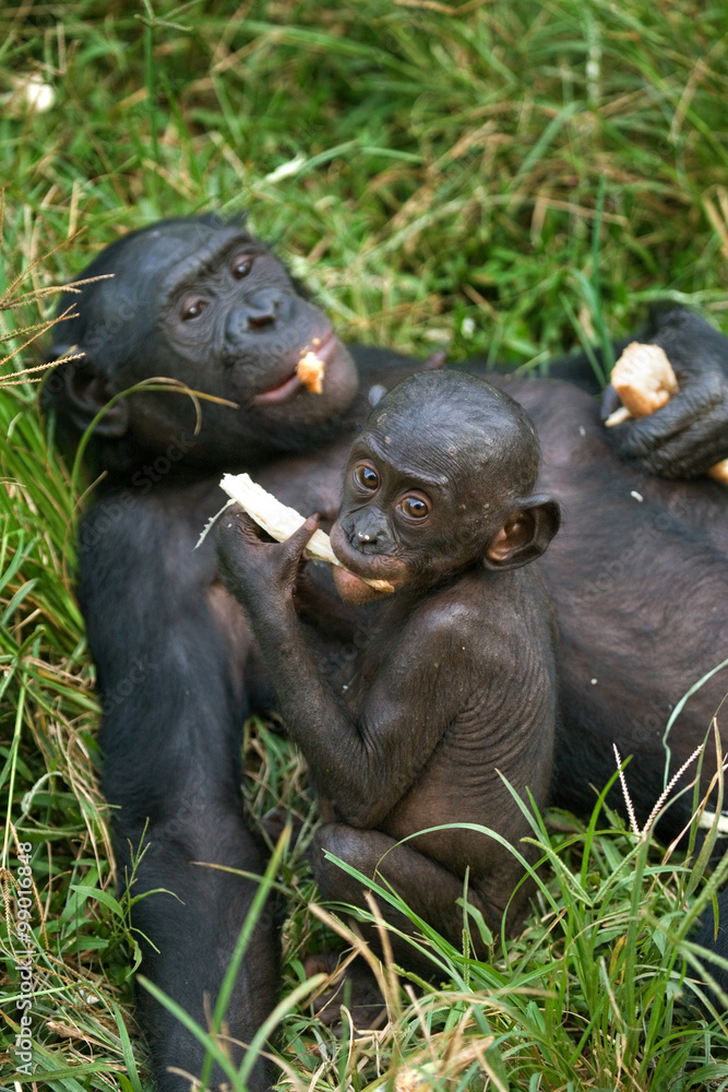 Female bonobo with a baby. Democratic Republic of Congo. Lola Ya BONOBO National Park. An excellent illustration. Female bonobo with a baby. Democratic Republic of Congo. Lola Ya BONOBO National Park. An excellent illustration.