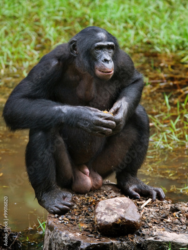 Bonobo are sitting on the ground. Democratic Republic of Congo. Lola Ya BONOBO   National Park. An excellent illustration.