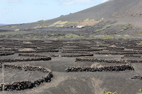  Vineyard on black volcanic soil in La Geria area. Lanzarote.Canary Islands.Spain photo