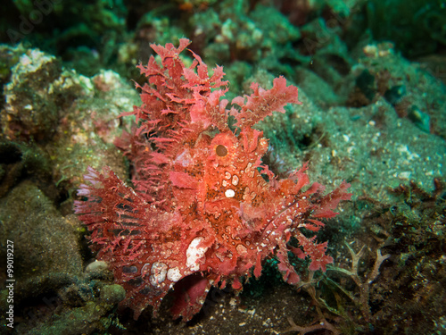 A pink Rhinopias frondosa or weedy scorpion fish, a very lucky find. taken in Alor, Indonesia.