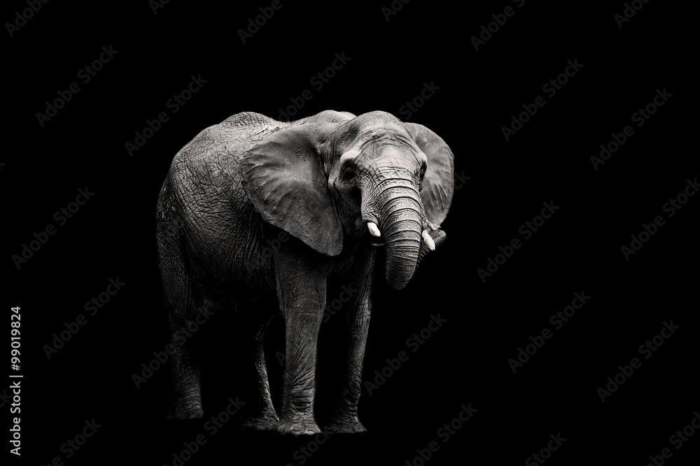 Fototapeta premium Elephant