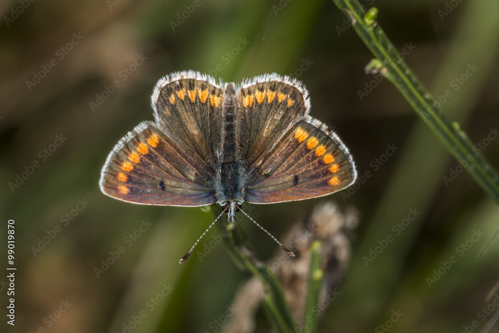 Hauhechelbläuling (Polaommatus icarus) Hauhechelbläuling (Polaommatus icarus)