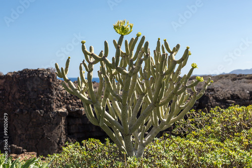  bush of Euphorbia balsamifera, tabaiba dulce, native to Canary Islands photo